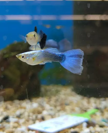 Miljoonakala blue neon koiras - Synnyttävät ja killit - 25474788 - 1