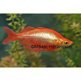 Purppurasateenkaarikala - Sateenkaarikalat - 7100048 - 1