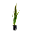 Vallisneria Spiralis - Akvaariokasvit - 05523566448 - 1