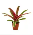 Bromelia "striped fireball" - Terraariokasvit elävät - 046578 - 1