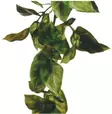 Exoterra amapallo s - Tekokasvit - 015561230018 - 1