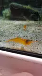 "Mandarin shrimp" - Ravut ja kotilot - 16348468548 - 1