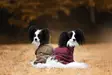 Pomppa WooliePomppa Maroon - Takit ja manttelit - 6430066798728 - 4