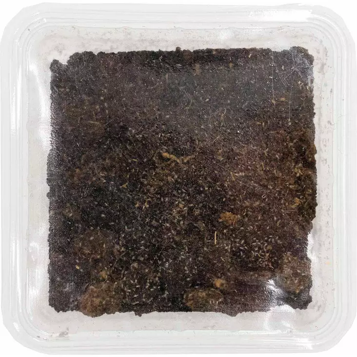 Hyppyhäntäiset Rasia - Matelijoiden sirkat ym tuoreruoat - 7330002054538 - 1