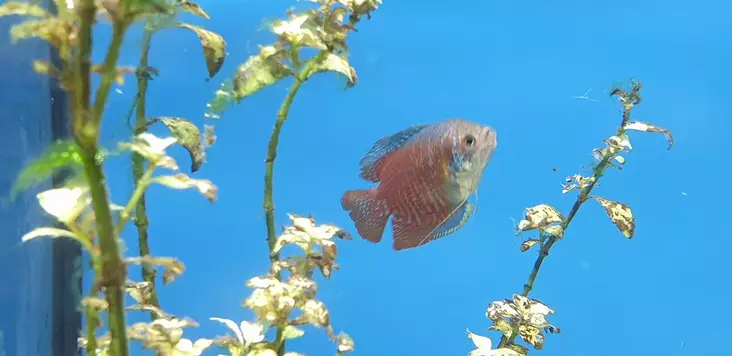 Kääpiörihmakala - Labyrinttikalat - 7050138 - 1