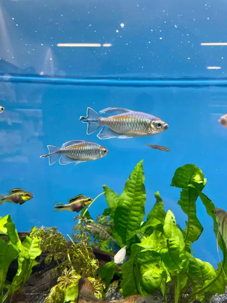 Kongontetra - Tetrat - 7010088 - 1