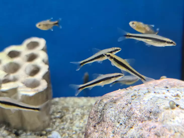 Leväbarbi - Särkikalat - 7040238 - 1