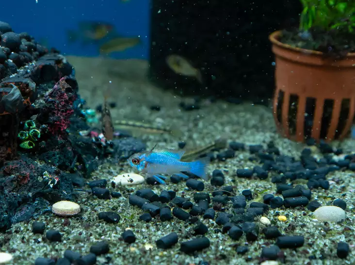 Perhoskirjoahven sininen - Kirjoahvenet - 2700008 - 1