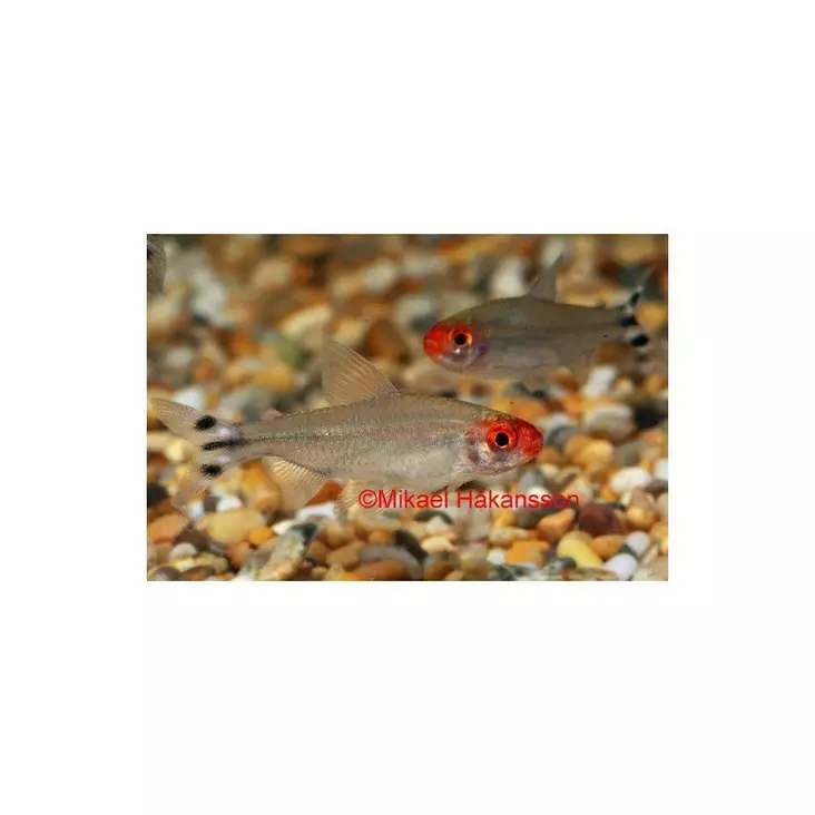 Punasuutetra - Tetrat - 68 - 1