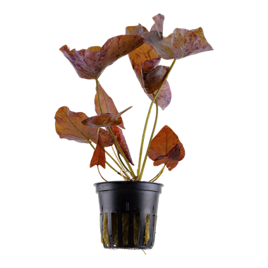 Tiikerilumme - Akvaariokasvit - 8718076005608 - 1