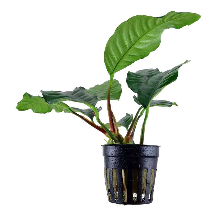 Anubias barteri var. caladiifolia xl - Akvaariokasvit - 10135487878 - 1