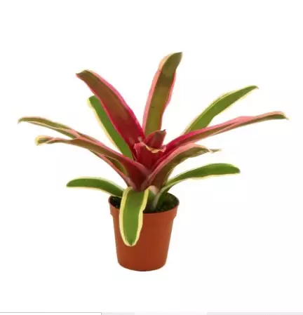Bromelia "striped fireball" - Terraariokasvit elävät - 046578 - 1