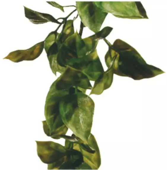 Exoterra amapallo s - Tekokasvit - 015561230018 - 1