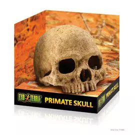 Exoterra Primate Skull - Kallot ja koristeet - 015561228558 - 1