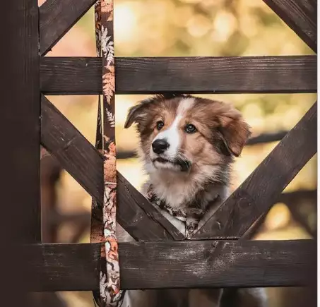 KETTU Solkipanta "Ruskea Kettu" - Tekstiilipannat - 95338768 - 3