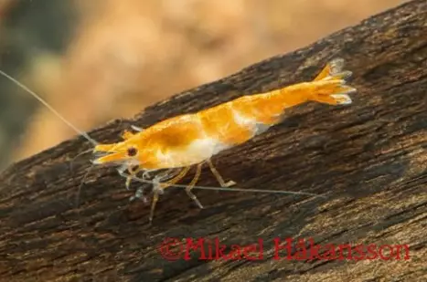 Kirsikkasukarapu rili orange - Ravut ja kotilot - 1123498 - 1