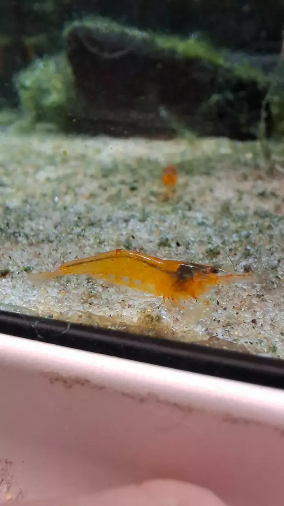 "Mandarin shrimp" - Ravut ja kotilot - 16348468548 - 1