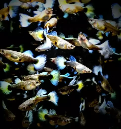 Miljoonakala santa claus elephant ear - Synnyttävät ja killit - 243546578 - 1