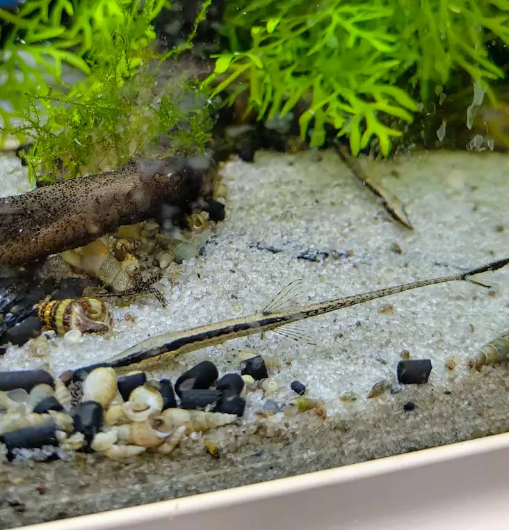 Nokkamonni - Pohjakalat - 3956163844708 - 2