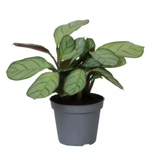 Raitamatti - Terraariokasvit elävät - 04657978 - 1