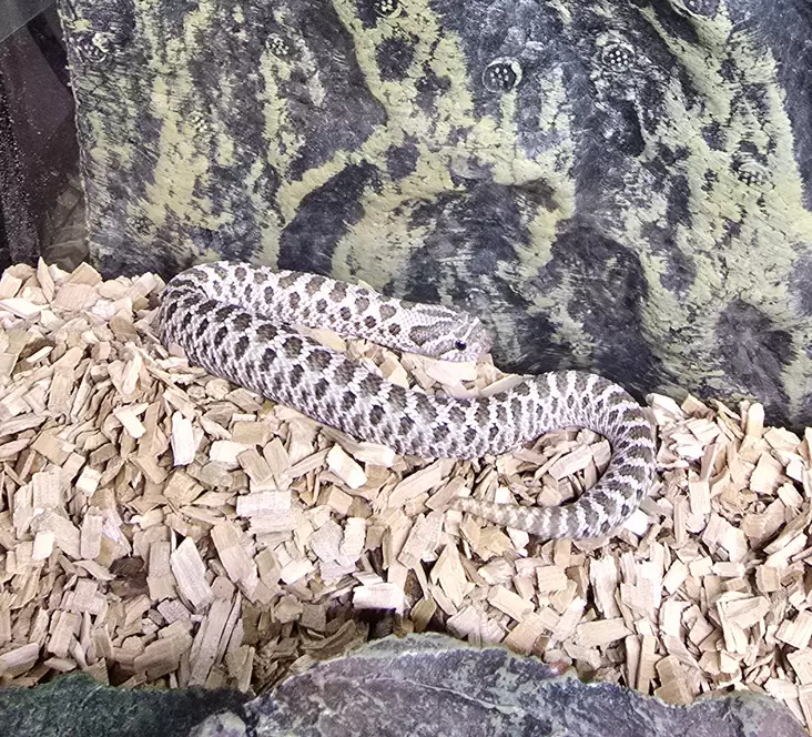 Siankärsäkäärme Pistachio - Käärmeet - 03500208588 - 1