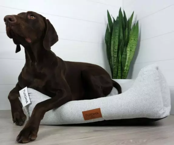 Tujoma Vaimare kylmänharmaa S grande 81 - Koiran pedit - 6430035770878 - 1