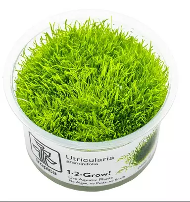 1-2-grow utricularia graminea - Akvaariokasvit - 5703249849229 - 1