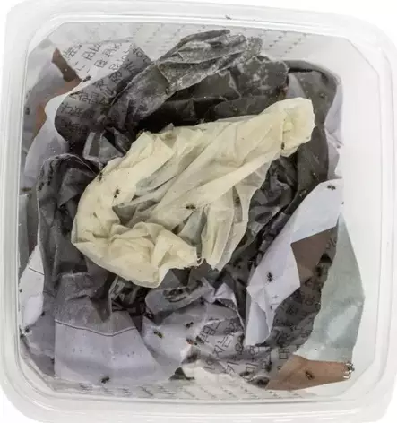 Acheta domestica kotisirkka L - Matelijoiden sirkat ym tuoreruoat - 551679 - 1