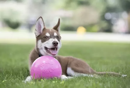 Jolly ball bounce-n-play 20cm - Koiran pallot - 788169250879 - 1