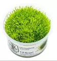 1-2-grow utricularia graminea - Akvaariokasvit - 5703249849229 - 1