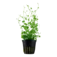 Hydrocotyle tripartita - Akvaariokasvit - 0010101100039 - 1