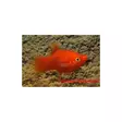 Platy Red - Synnyttävät ja killit - 7070129 - 1