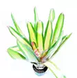 Bromelia Neoregelia kahala red dawn - Terraariokasvit elävät - 6548641689 - 1