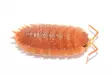 Siira Porcellio scaber SUPERORANGE - Kuoriaiset, sauvasirkat ym - 4250349424449 - 1