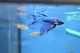 Taistelukala Crowntail koiras - Labyrinttikalat - 7050039 - 3