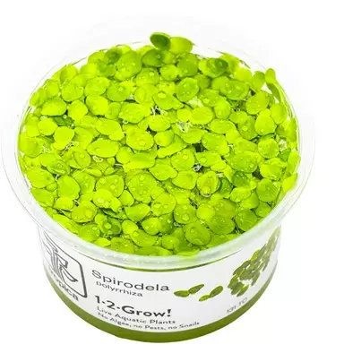 1-2-grow Spirodela polyrrhiza - Akvaariokasvit - 5703249000729 - 1