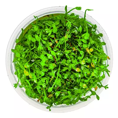 1-2grow! marsilea minuta - Akvaariokasvit - 5703249810229 - 1