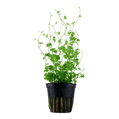 Hydrocotyle tripartita - Akvaariokasvit - 0010101100039 - 1