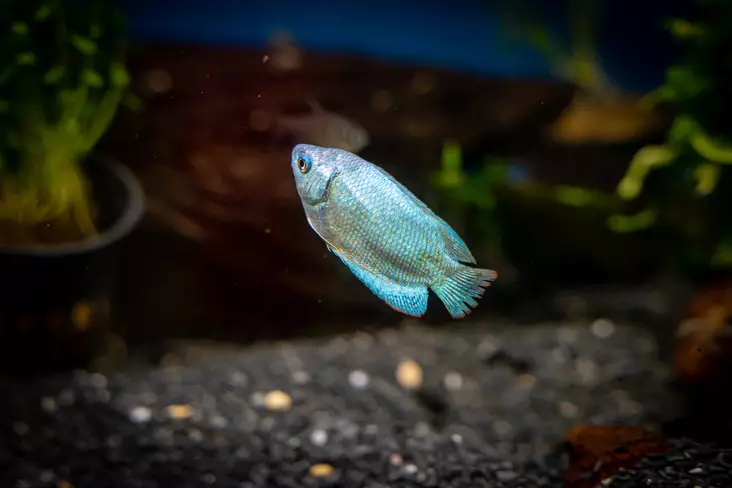 Kääpiörihmakala Cobolt - Labyrinttikalat - 7050139 - 1