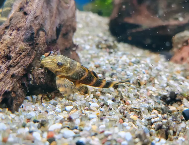 Korupleko Peckoltia pulcher - Pohjakalat - 3200059 - 1