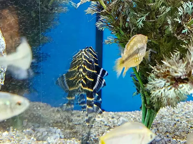 L129 Kuviopleko - Pohjakalat - 3964045998159 - 1