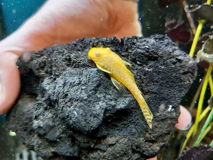 Partamonni, gold Albino huntuevä - Pohjakalat - 2700609 - 1