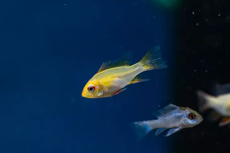 Perhoskirjoahven kulta - Kirjoahvenet - 7080459 - 1