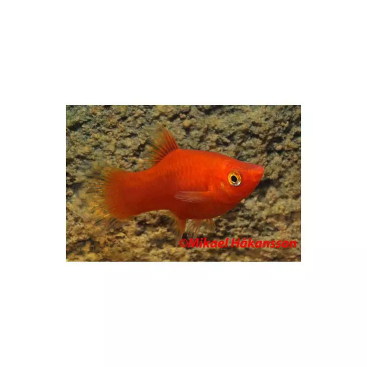 Platy Red - Synnyttävät ja killit - 7070129 - 1