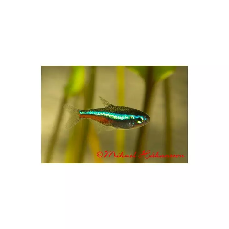 Sinineontetra - Tetrat - 7010309 - 1