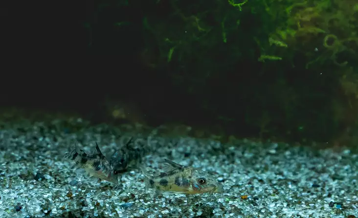 Täplämonninen - Pohjakalat - 7040399 - 1