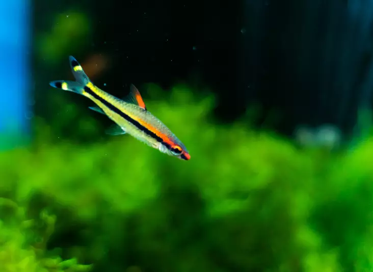 Tulijuovabarbi - Särkikalat - 3973636050039 - 1