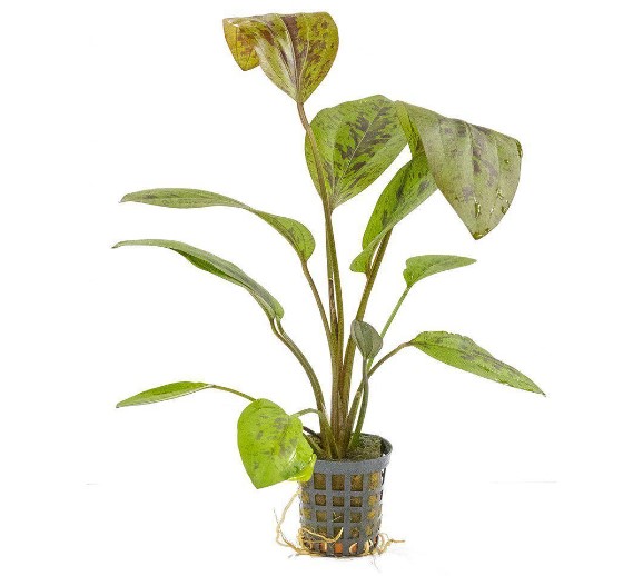 Akvaariokasvi Echinodorus Sunset - Akvaariokasvit - 3453339 - 1