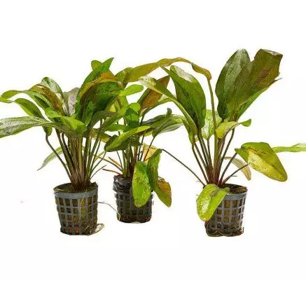 Akvaariokasvi Echinodorus spaltlandsberg - Akvaariokasvit - 70010019 - 1