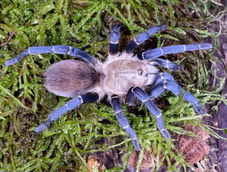 Cyclosternum sp. aureum 0,5cm - Hämähäkit ja skorpionit - 12457899 - 1